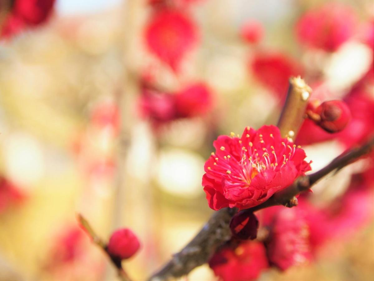 Stay Sakura Kyoto Gion Miyagawacho المظهر الخارجي الصورة