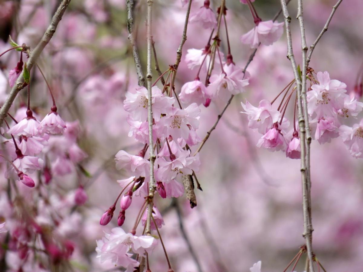 Stay Sakura Kyoto Gion Miyagawacho المظهر الخارجي الصورة